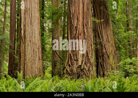 CA 03640-00 ... Kalifornien - Redwood Forest an Stout Grove im Jedediah Smith Redwoods State Park, Teil der Redwoods National- und Staatsparks komplex. Stockfoto