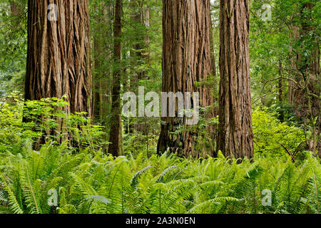 CA 03641-00 ... Kalifornien - Redwood Forest an Stout Grove im Jedediah Smith Redwoods State Park, Teil der Redwoods National- und Staatsparks komplex. Stockfoto