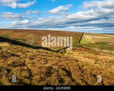 Trockenmauer und Heide in der Nähe von Beck über pateley Moor in der Nähe von Pateley Bridge in Nidderdale North Yorkshire England Stockfoto