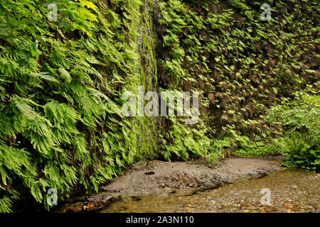 CA 03647-00 ... Kalifornien - Farne wachsen auf die Felswände in Farn Schlucht im Prairie Creek Redwoods State Park. Stockfoto