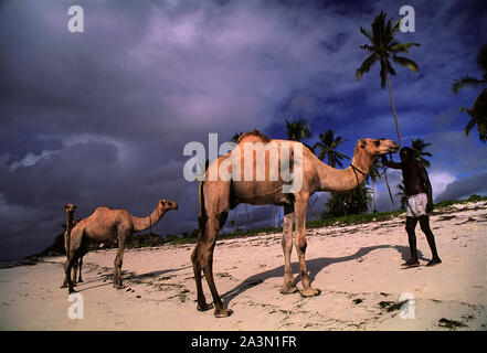 Somali Stammesangehörigen nehmen ihre Kamele für ein Bad im Ozean am Diani Beach, Kenia Stockfoto