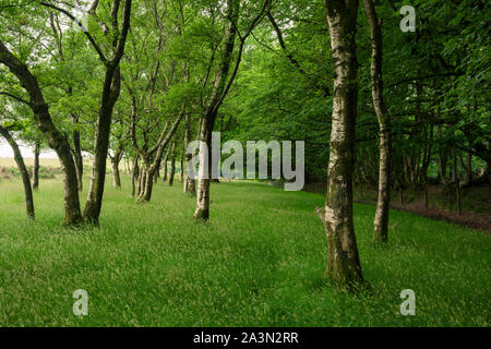 Moor-birke (Betula pubescens) auf großen Hügel neben der Straße fuhr in der quantock Hills in Somerset, England. Stockfoto