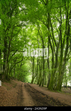 Buchen im Sommer Futter fuhr Straße in der quantock Hills in Somerset, England. Stockfoto