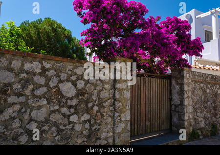 Ein Stein Zaun, Holz- toren und Bougainvillea blühende Blumen auf den Straßen der Insel Capri in Italien. Stockfoto