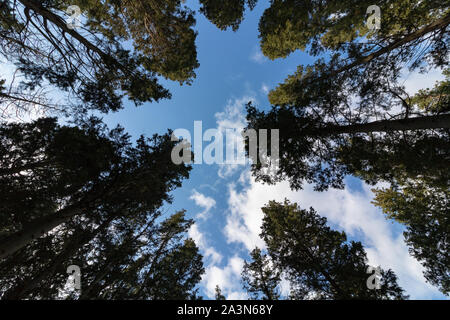 Bäume von unten und bewölkter Himmel Stockfoto