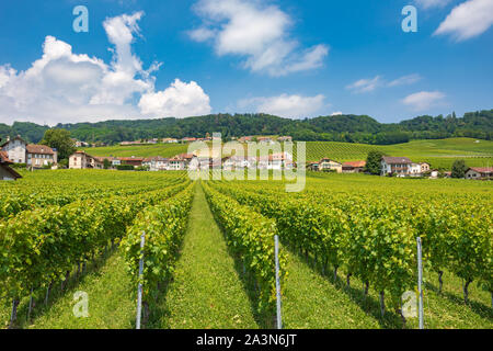 Schöne Weinberge an hängen des Mont-sur-Rolle ist eine Gemeinde im Distrikt Nyon im Kanton Waadt in der Schweiz Stockfoto