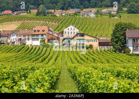 Schöne Weinberge an hängen des Mont-sur-Rolle ist eine Gemeinde im Distrikt Nyon im Kanton Waadt in der Schweiz Stockfoto