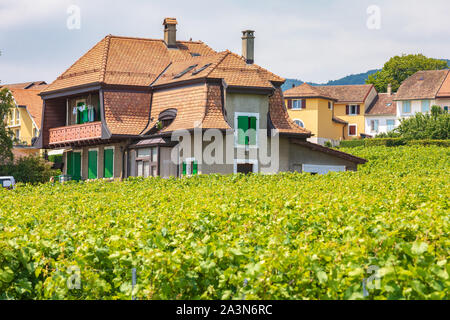 Schöne Weinberge an hängen des Mont-sur-Rolle ist eine Gemeinde im Distrikt Nyon im Kanton Waadt in der Schweiz Stockfoto