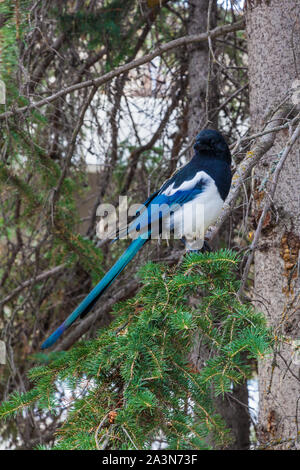 Schwarz-billed Elster auf dem Zweig von einem immergrünen Baum in Banff, Alberta, Kanada Stockfoto