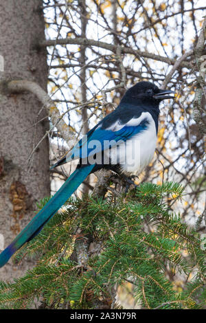 Schwarz-billed Elster auf dem Zweig von einem immergrünen Baum in Banff, Alberta, Kanada Stockfoto