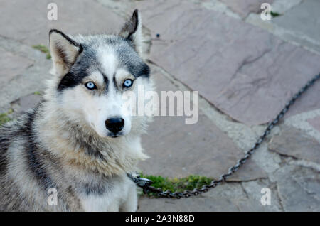 Porträt einer Husky Hund in die Kamera blickt auf eine Kette im Dorf. Kopieren Sie Platz Stockfoto