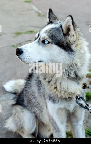 Husky doog zu der Seite betrachtet. Stockfoto