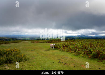 Offas Dyke langen Fußweg auf Hergest Ridge, Herefordshire/Powys, Großbritannien Stockfoto