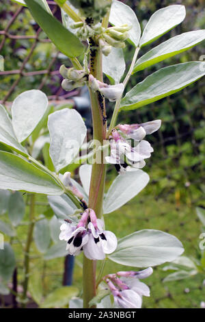 Bohne Pflanzen" der Sutton' Blüte im organischen Gemüsegarten Stockfoto