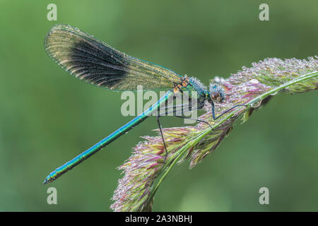 Männliche gebändert Demoiselle Damselfly abgedeckt in Tau (Calopteryx splendens) auf Gras thront. Tipperary, Irland Stockfoto