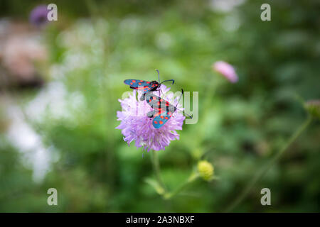 Zwei Schmetterlingspaar sechs-Punkt-Burnett, Zygaena filipendulae auf einer lila Allium Blume Stockfoto