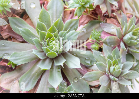 Weiche natürliche Ansicht der saftigen Sempervivum 'Hen and Chicks'-Pflanze mit frischen Wassertropfen Stockfoto