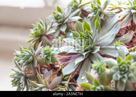 Weiche natürliche Ansicht der saftigen Sempervivum 'Hen and Chicks'-Pflanze mit frischen Wassertropfen Stockfoto