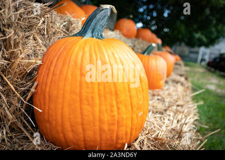 Reife Kürbisse auf Heu-/Strohballen in herbstlicher Farmumgebung. Stockfoto