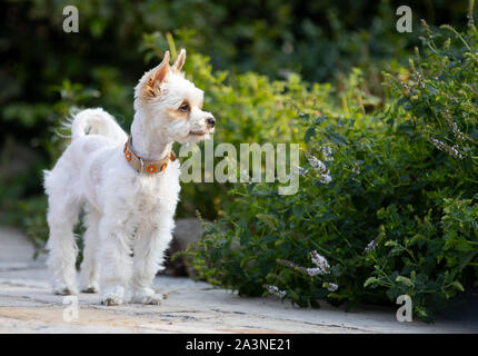 Hund im Garten, Yorkshire, schönen kleinen weißen Hund, Platz für Text Stockfoto