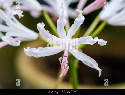 Eine Makroaufnahme eines weißen "nerine" bowdenii Blume. Stockfoto