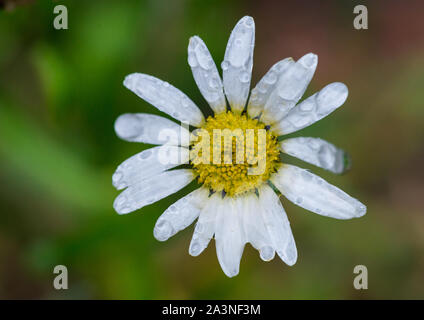 Eine Makroaufnahme der Regentropfen auf die Blütenblätter einer oxeye Daisy ruht. Stockfoto