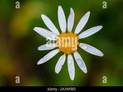 Eine Makroaufnahme eines nassen oxeye Daisy blühen. Stockfoto