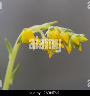 Eine Makroaufnahme eines gelben Blüten einer Echeveria sukkulenten Pflanzen. Stockfoto