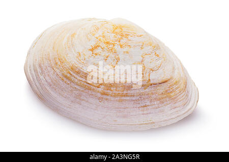 Sea Shell von hellen Farben auf weißem Hintergrund isoliert, close-up Stockfoto