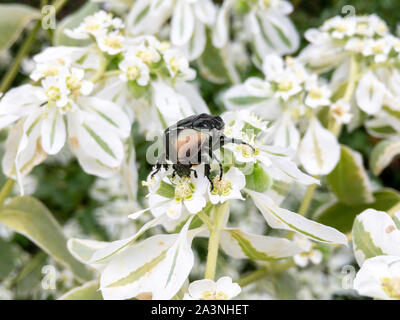 Makroaufnahme der käfer insekt auf die weiße Blume Stockfoto