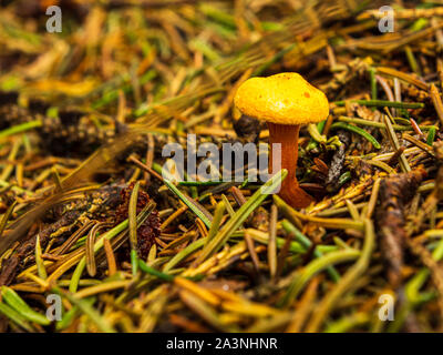 Gelber Pilz auf waldboden zwischen Baum Nadeln Stockfoto