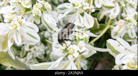 Makroaufnahme der käfer insekt auf die weiße Blume Stockfoto