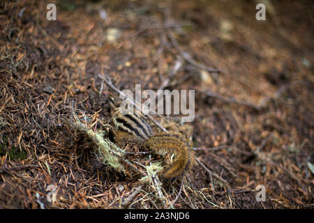 Ein niedliches abgestreift Chipmunk versteckt seinen Kopf in ein kleines Loch auf der braunen Wald im Herbst Boden Stockfoto