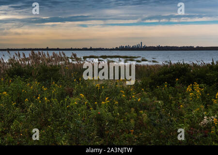 Seaside goldrute Bloom an der Jamaica Bay Wildlife Refuge mit Blick auf die Skyline von New York Stockfoto