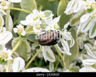 Makroaufnahme der käfer insekt auf die weiße Blume Stockfoto