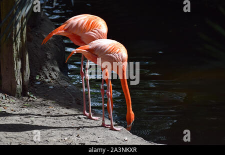 Flamingos Stockfoto