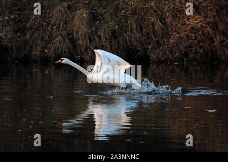 Swan Flucht aus dem Fluss in der Grafschaft Durham, England, Vereinigtes Königreich Verschleiß Stockfoto