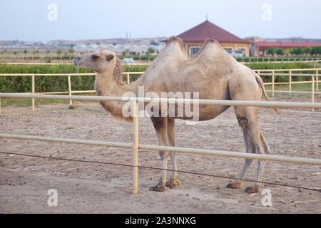 König der Wüste, große Tiere, Bauernhof, Hacienda, Milch, Reise, Urlaub, Dorf, Pflanzenfresser, Vieh, gehörnte Tiere, Lama, Wohnwagen. Weiße Kamel in Stockfoto