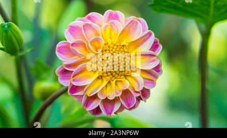 Eine Makroaufnahme einer rosa und gelben Dahlien blühen. Stockfoto