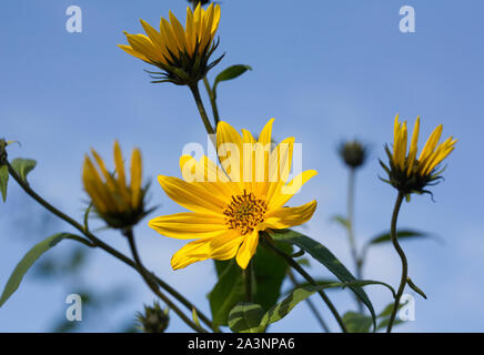 Helianthus tuberosus' Fuseau'. Topinambur 'Fuseau 'Blumen. Stockfoto