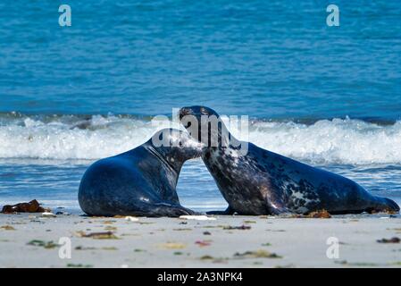 Wijd Grau Dichtung am North Beach von Helgoland - Insel Düne ich - Nordsee - Deutschland Stockfoto