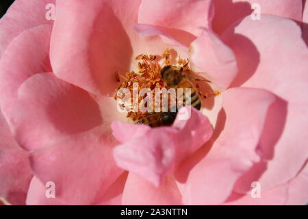 Perfekte Sommer rosa Rose Blume in voller Blüte bestäubt werden und durch eine Honigbiene besucht. Stockfoto