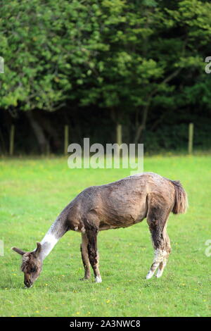 Llama in einem Feld, auf einem Bauernhof, Ewyas Harold, Herefordshire, England, Vereinigtes Königreich Stockfoto