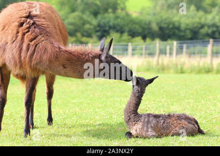 Mutter und Neugeborenes Baby Llama, Fohlen, in einem Feld, auf einem Bauernhof, Ewyas Harold, Herefordshire, England, Vereinigtes Königreich Stockfoto