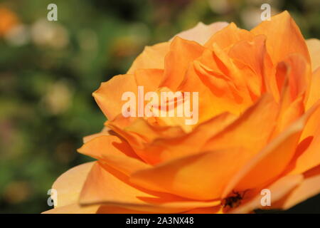 Perfekte Sommer orange Rose Blüte in den sonnigen Garten wachsen. Stockfoto