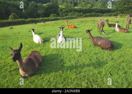 Herde Lamas in einem Feld, auf einem Bauernhof, Ewyas Harold, Herefordshire, England, Vereinigtes Königreich Stockfoto