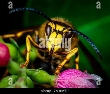 Die mittlere Wespe (Dolichovespula media) Portrait de Gesicht Stockfoto