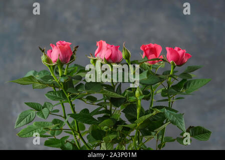 Rosen Blumenstrauß in roten Farben auf grauem Beton Hintergrund. Stockfoto