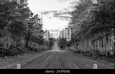 Schwarz-weiß Foto von einer Forststraße im Kaibab National Forest in der Nähe von Jacob Lake und Grand Canyon North Rim, Arizona. Stockfoto