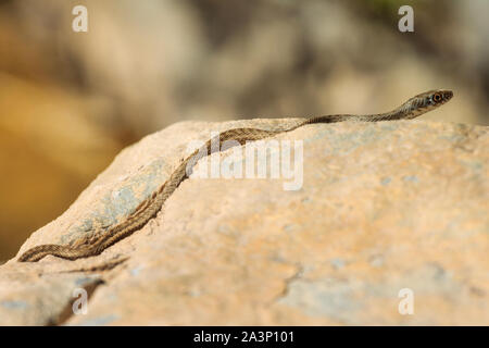 Nahaufnahme von einem jungen Montpellier Schlange, Malpolon monspessulanus. Stockfoto